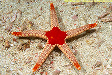 sea star